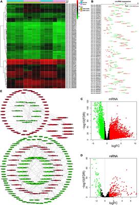 Construction of a circRNA-Related Prognostic Risk Score Model for Predicting the Immune Landscape of Lung Adenocarcinoma